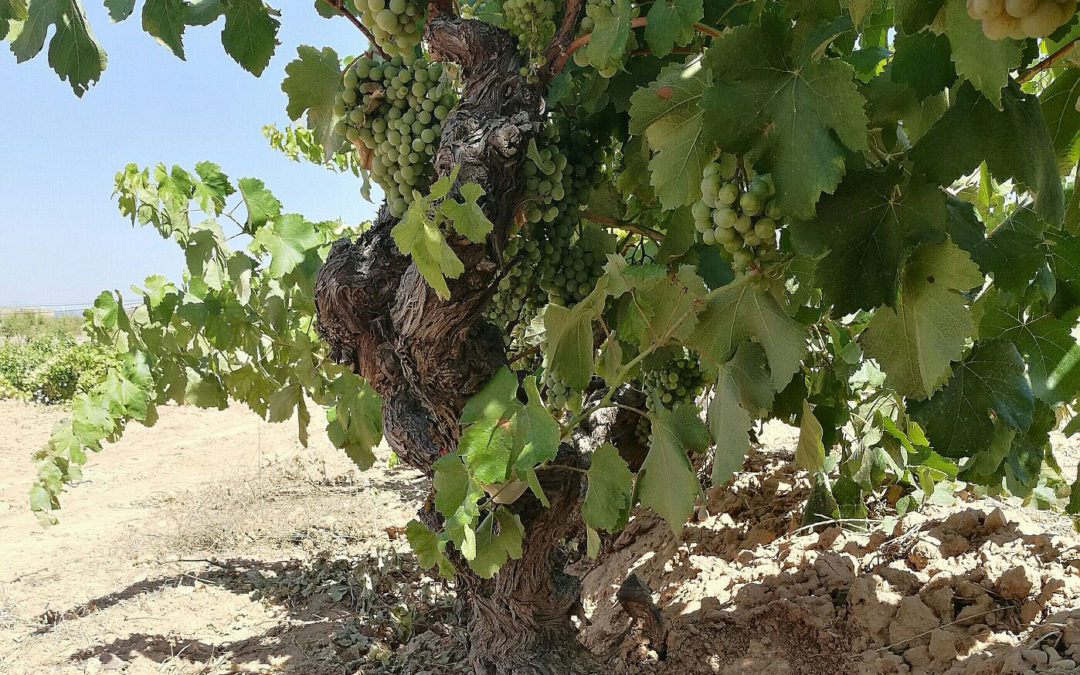 (Català) Noves plantacions de Cérvoles consoliden l’aposta pel Macabeu