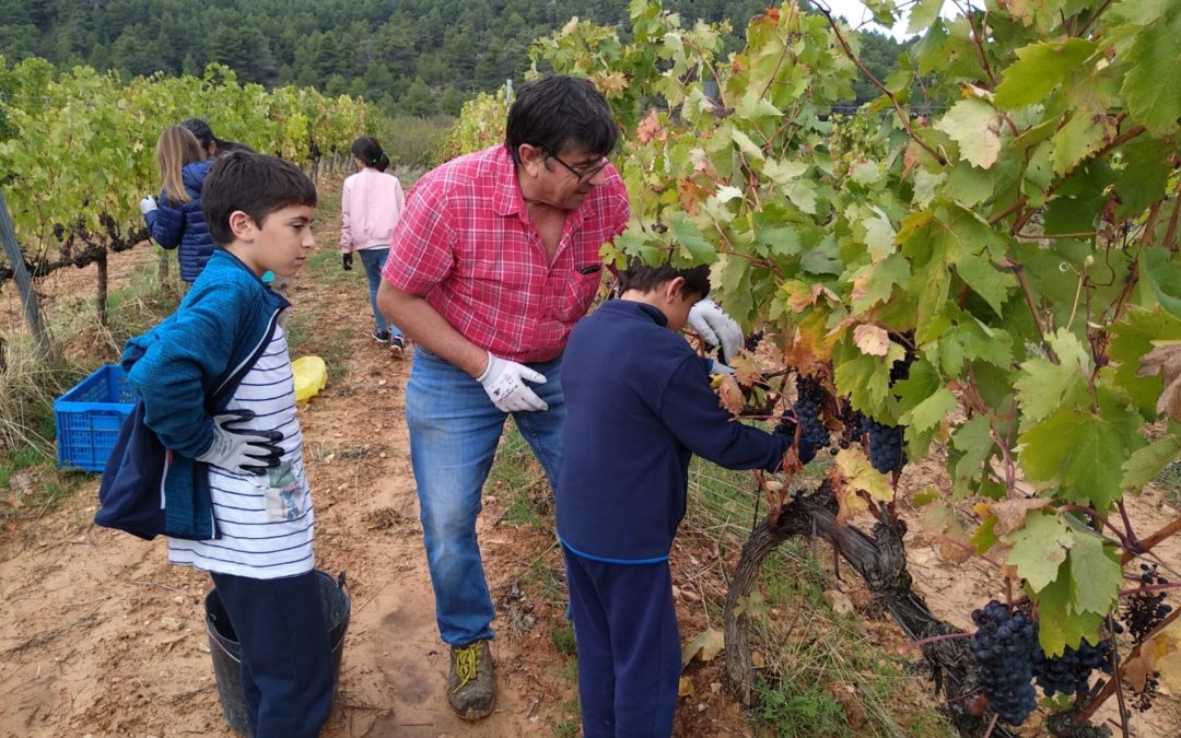 (Català) 40 persones a la Verema Solidària de Gra de Sorra per a Afanoc a Mas Blanch i Jové