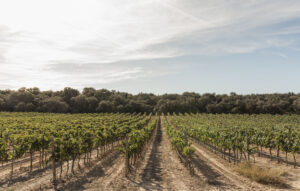 Certificació “Biosphere” de Turisme responsable i sostenible per la Ruta del Vi de Lleida