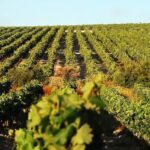 Arrenca una nova verema en el marc de Jerez amb clares perspectives de creixement respecte a la collita de l’any passat