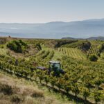 Família Torres conclou la verema a Catalunya amb la varietat ancestral pirene, plantada al Prepirineu