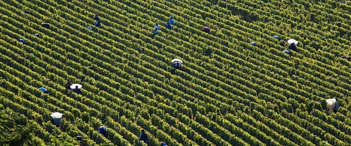 Scene de vendanges Meursault